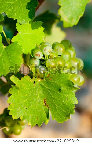 Green grapes for wine on canes, sand wine from France