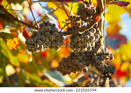 Dark grapes for wine on canes, sand wine from France