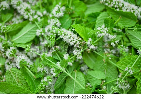 mint flowers and leafs for tea