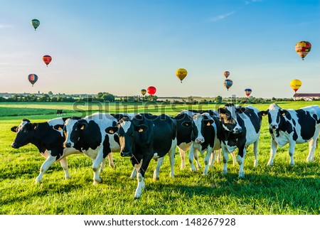 CHAMBLEY, FRANCE - JULY 31: Group of cows in the field at the Mondial hot Air Ballon reunion in Lorraine july 31 2006 , in Chambley France