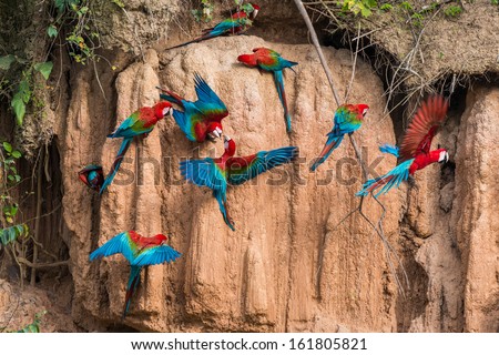 Macaws In Clay Lick In The Peruvian Amazonian Jungle At Madre De Dios