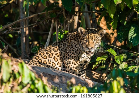jaguar in the peruvian Amazonian jungle at Madre de Dios