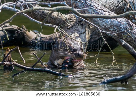 Giant otter eating in the peruvian Amazonian jungle at Madre de Dios