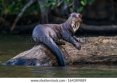 Giant Otter Standing On Log In The Peruvian Amazon Jungle At Madre De Dios Peru