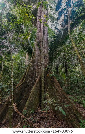 big tree in the peruvian Amazon jungle at Madre de Dios Peru