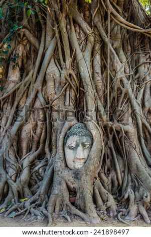 Buddha Head in banyan tree roots Wat Mahatha Ayutthaya Bangkok Thailand
