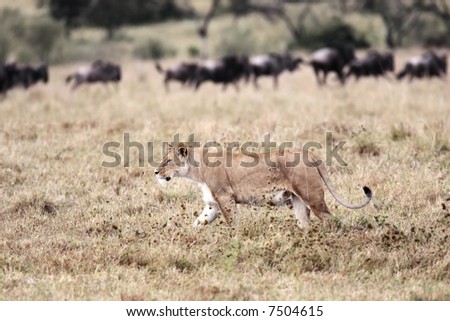 female Lion hunting Wildebeest gnu in the Masai Marra reserve in Kenya Africa