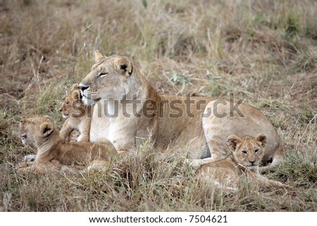 female Lion and lion cub in the Masai Marra reserve in Kenya Africa