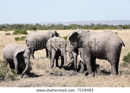 herd of elephants using mud to protect them from the heat ,Elephantidae, in the bush of the masai reserve in kenya africa