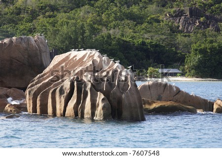 sea birds satnding in line on a rock of anse Lazio at Praslin one of the seychelles island