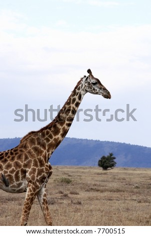 Masai or Kilimanjaro Giraffe Giraffidae grazing in the beautiful plains of the masai mara reserve in kenya africa