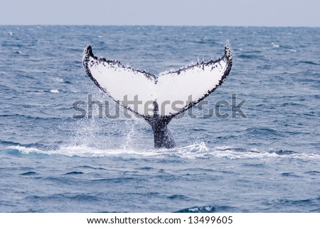 Humpback jubarte Whale of abrolhos islands in bahia state brazil