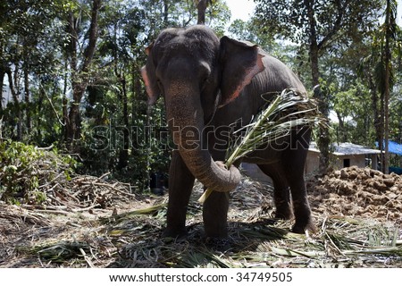 Domestic Elephant in kerala state in india