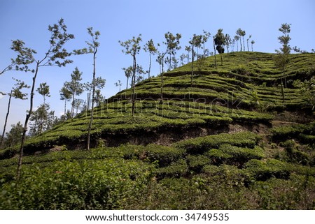 in Nelliyampaty Hills Tea Fields in mumnar Kerala state india