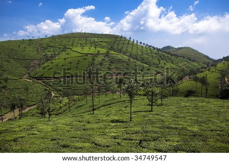 in Nelliyampaty Hills Tea Fields in mumnar Kerala state india