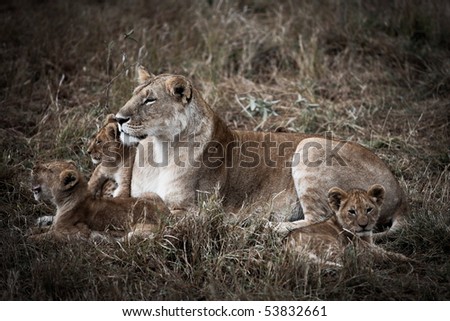 lion family in the masai mara reverse in kenya africa