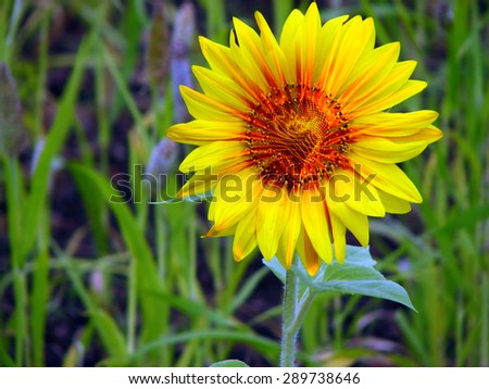 A metaphorical image showing energy flowing out of a sunflower depicting energy in living beings in nature.