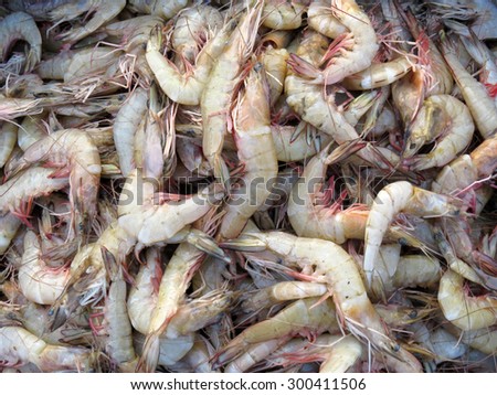 A background of freshly caught shrimps in a seaside fish market in India.