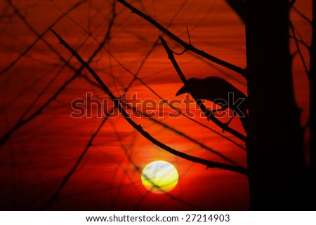 A beautiful background with a silhouette of a crow / raven sitting on a dry tree on the backdrop of a sunset.