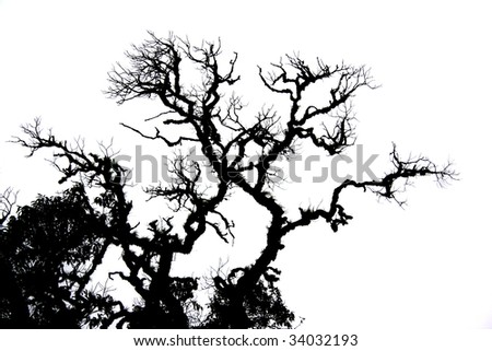 A Dry Tree