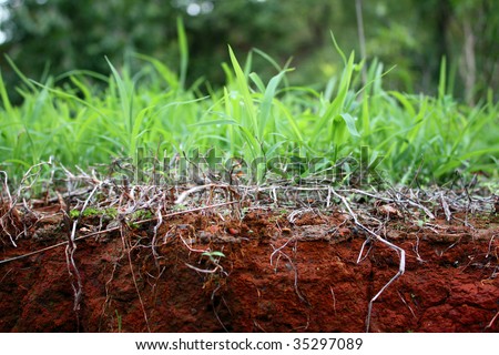 A unique background with a view of grass with its roots below the red soil. The image concept is about life that starts from the roots to the flourishing plant on the top.