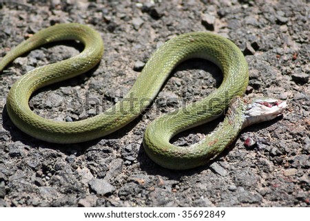 A green snake slithering wildly as it is dying due to its head bleeding from injuries.