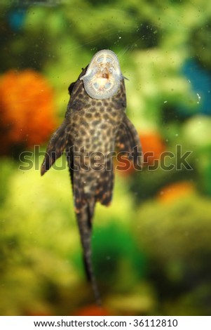 A closeup view of a sucker-fish species found in the Indian tropical coast, sucking the surface of the glass of an aquarium. Focus on mouth.