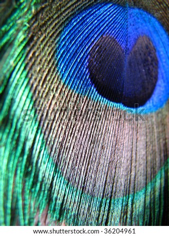 A background with a macro view of the pattern on a peacock feather with exotic colors.