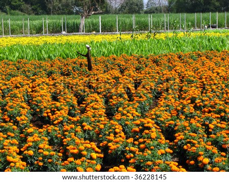 Fields In India