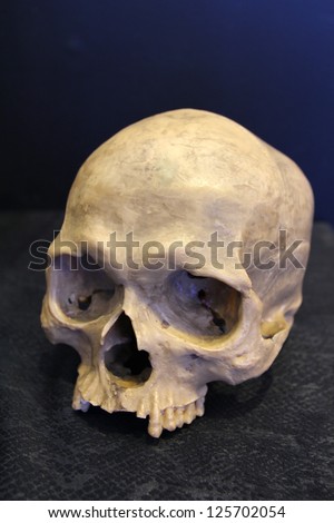weathered human skull