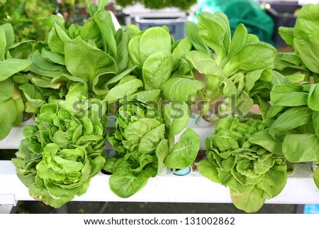 young green lettuce growing on vegetable bed