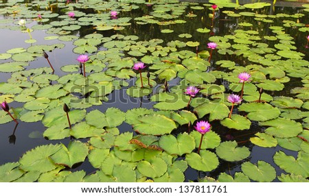 Lotus and lotus ponds. The lotus pond. There are a lot of lotus leaves. In the park.