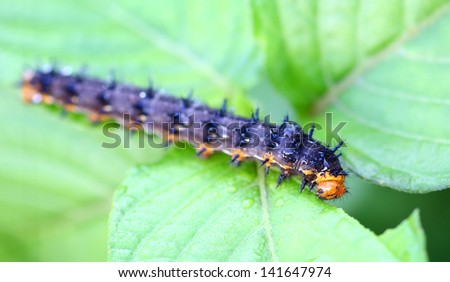 a caterpillar eating a leaf