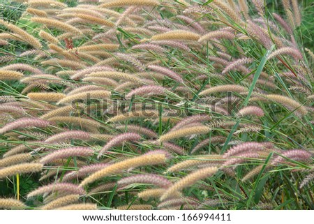Winter grasses blooming