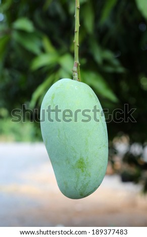Mango from tree mango