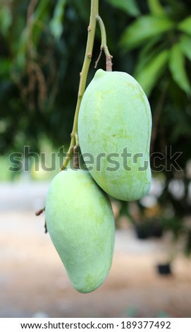 Mango from tree mango