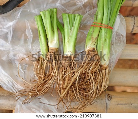 Filtered image, celery root
