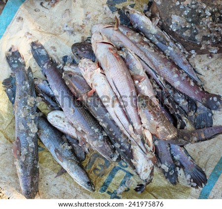 snakehead - raw fresh fish cooking