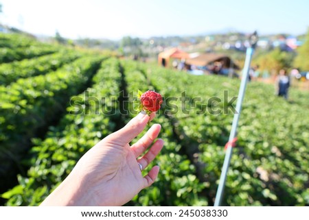 Strawberry in hand against farm background