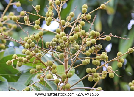 Young litchi on tree