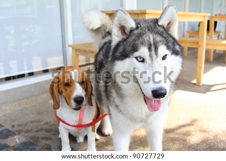 Beagle And Husky