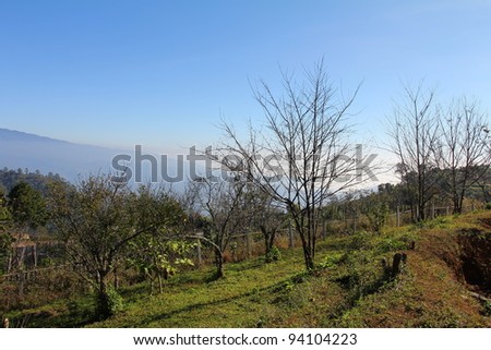 Moutain and blue sky and withered tree in shed leaves season