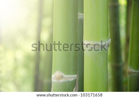 Zen bamboo