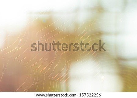 spider web with colorful background