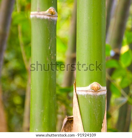 Green Zen Bamboo Plants, Up Close Shallow Depth of Field
