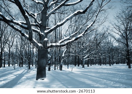 Winter theme - trees in a park covered with snow over blue sky