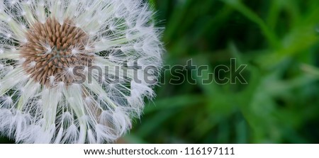 Close-up of a dandelion filled with seeds with blurry grass background designed for text placement.