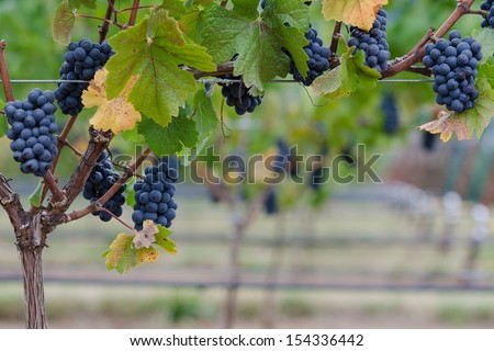 An arbor of Pinot Noir grapes on the vine provide a border for photo or text beneath.