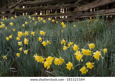 Daffodils under a split rail fence, covered with morning dew along the Daffodil Festival Drive in the coast range of Junction City,, Oregon