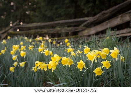 Fresh spring daffodils in front,an old split rail fence on the Daffodil Festival Drive outside of Eugene, Oregon